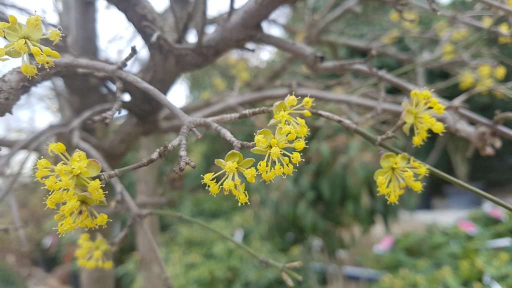 Cornus mas 200-250 cm